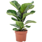 Fiddle-leaf fig - Ficus lyrata 'Bambino' - Height approx. 35 cm, pot diameter 12 cm