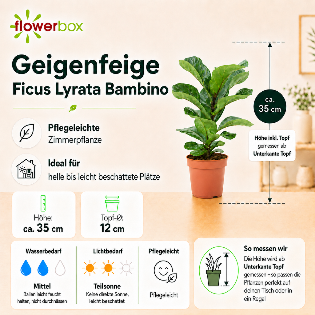 Fiddle-leaf fig - Ficus lyrata 'Bambino' - Height approx. 35 cm, pot diameter 12 cm