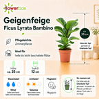 Fiddle-leaf fig - Ficus lyrata 'Bambino' - Height approx. 35 cm, pot diameter 12 cm