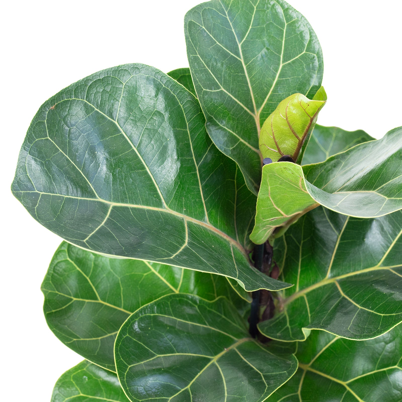 Fiddle-leaf fig - Ficus lyrata 'Bambino' - Height approx. 35 cm, pot diameter 12 cm