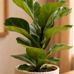 Fiddle-leaf fig - Ficus lyrata 'Bambino' - Height approx. 35 cm, pot diameter 12 cm