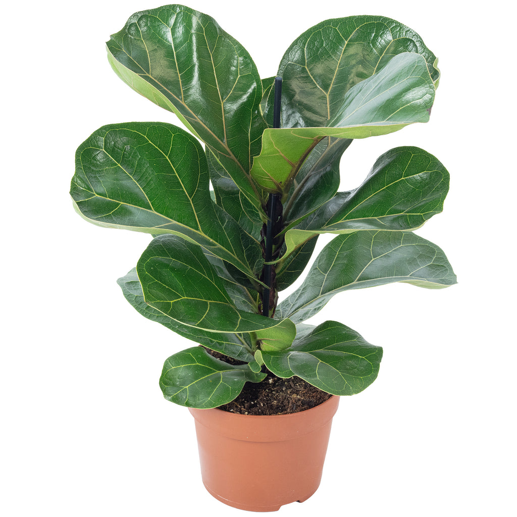 Fiddle-leaf fig - Ficus lyrata 'Bambino' - Height approx. 35 cm, pot diameter 12 cm
