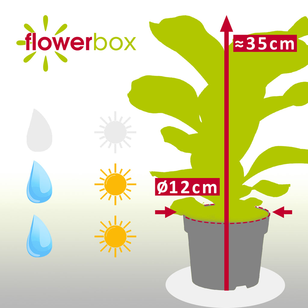 Geigenfeige - Ficus Lyrata Bambino - Höhe ca. 35 cm, Topf-Ø 12 cm