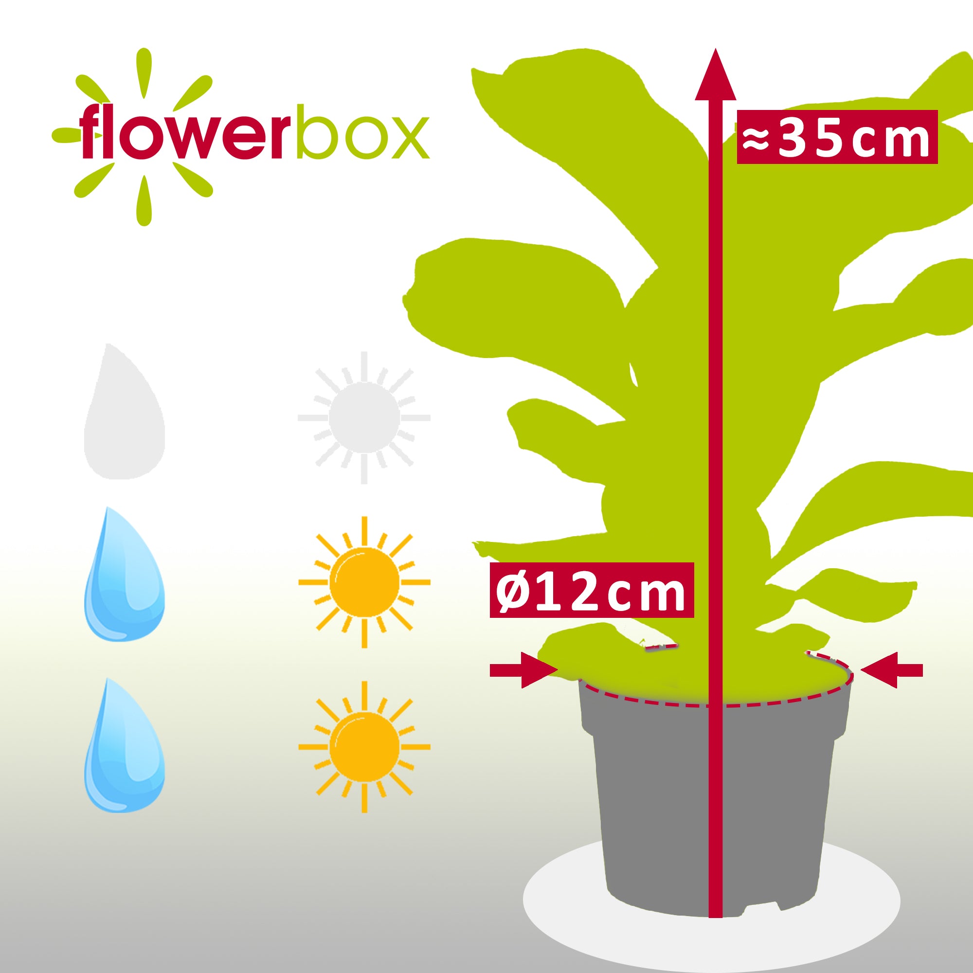 Geigenfeige - Ficus Lyrata Bambino - Höhe ca. 35 cm, Topf-Ø 12 cm