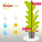 Geigenfeige - Ficus Lyrata - Höhe ca. 100 cm, Topf-Ø 21 cm