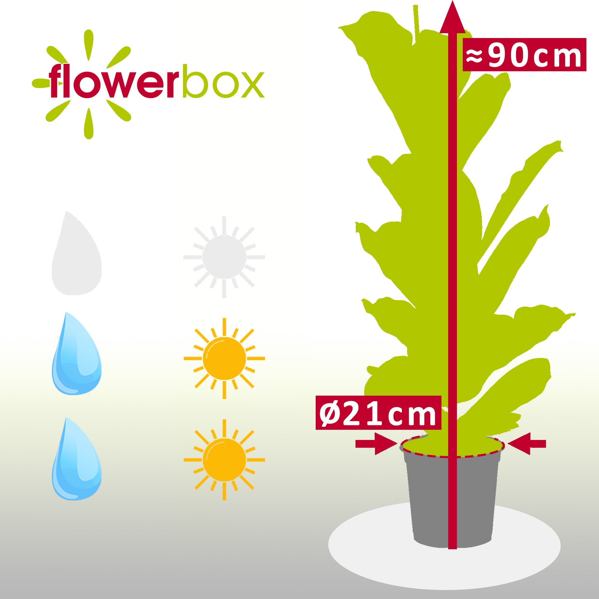 Geigenfeige - Ficus Lyrata - Höhe ca. 100 cm, Topf-Ø 21 cm