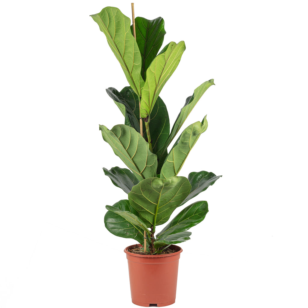 Figuier lyre (Ficus lyrata) - Hauteur env. 100 cm, diamètre du pot 21 cm