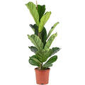 Figuier lyre (Ficus lyrata) - Hauteur env. 100 cm, diamètre du pot 21 cm
