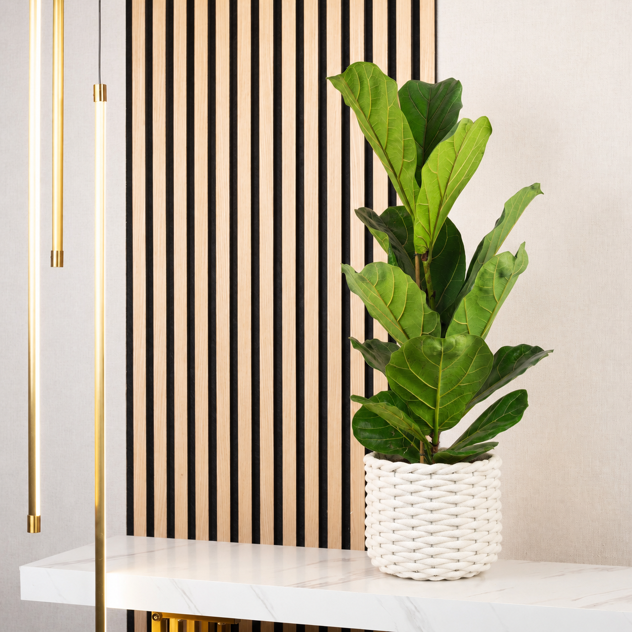 Geigenfeige - Ficus Lyrata - Höhe ca. 100 cm, Topf-Ø 21 cm