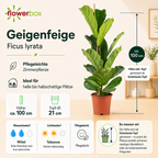 Figuier lyre (Ficus lyrata) - Hauteur env. 100 cm, diamètre du pot 21 cm