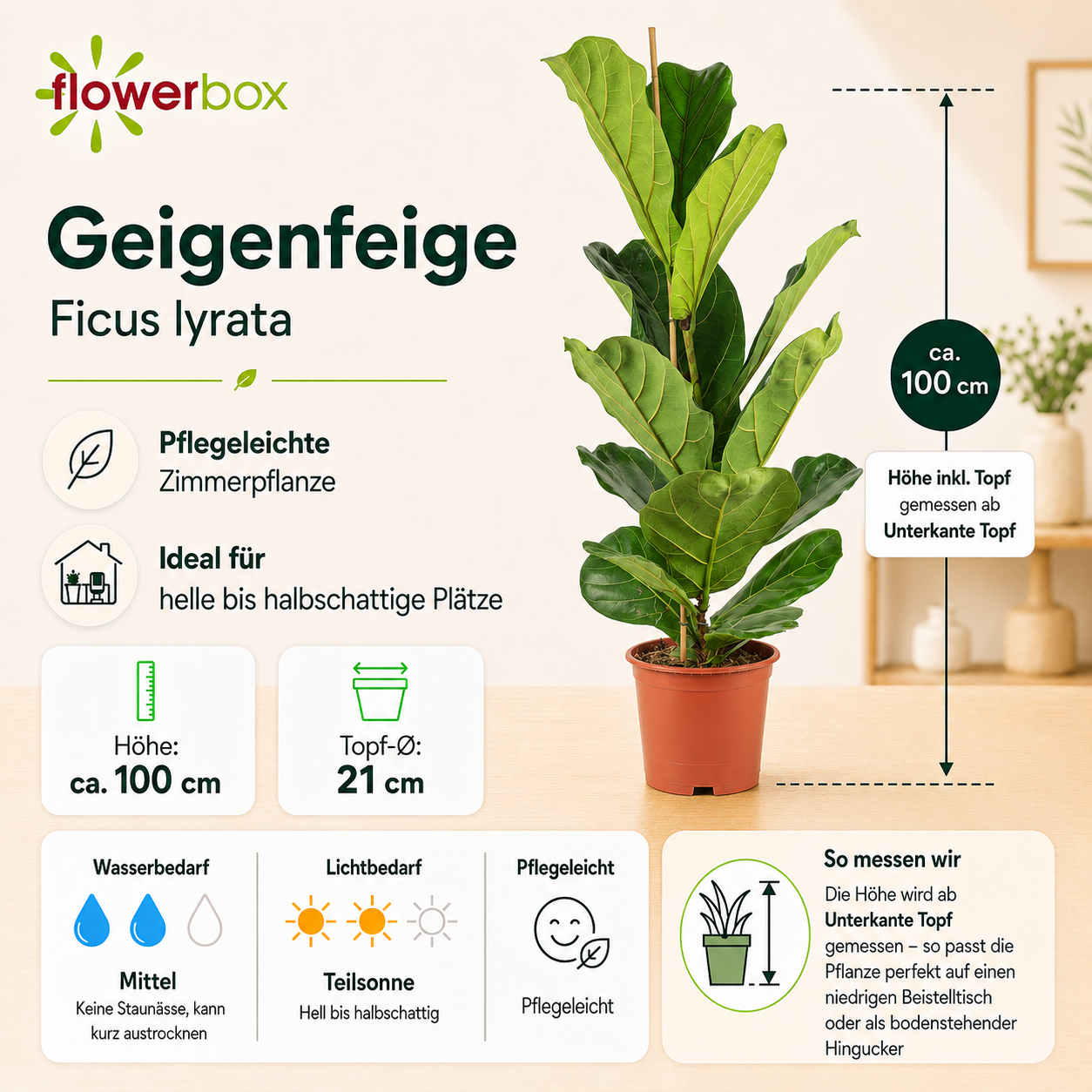 Figuier lyre (Ficus lyrata) - Hauteur env. 100 cm, diamètre du pot 21 cm