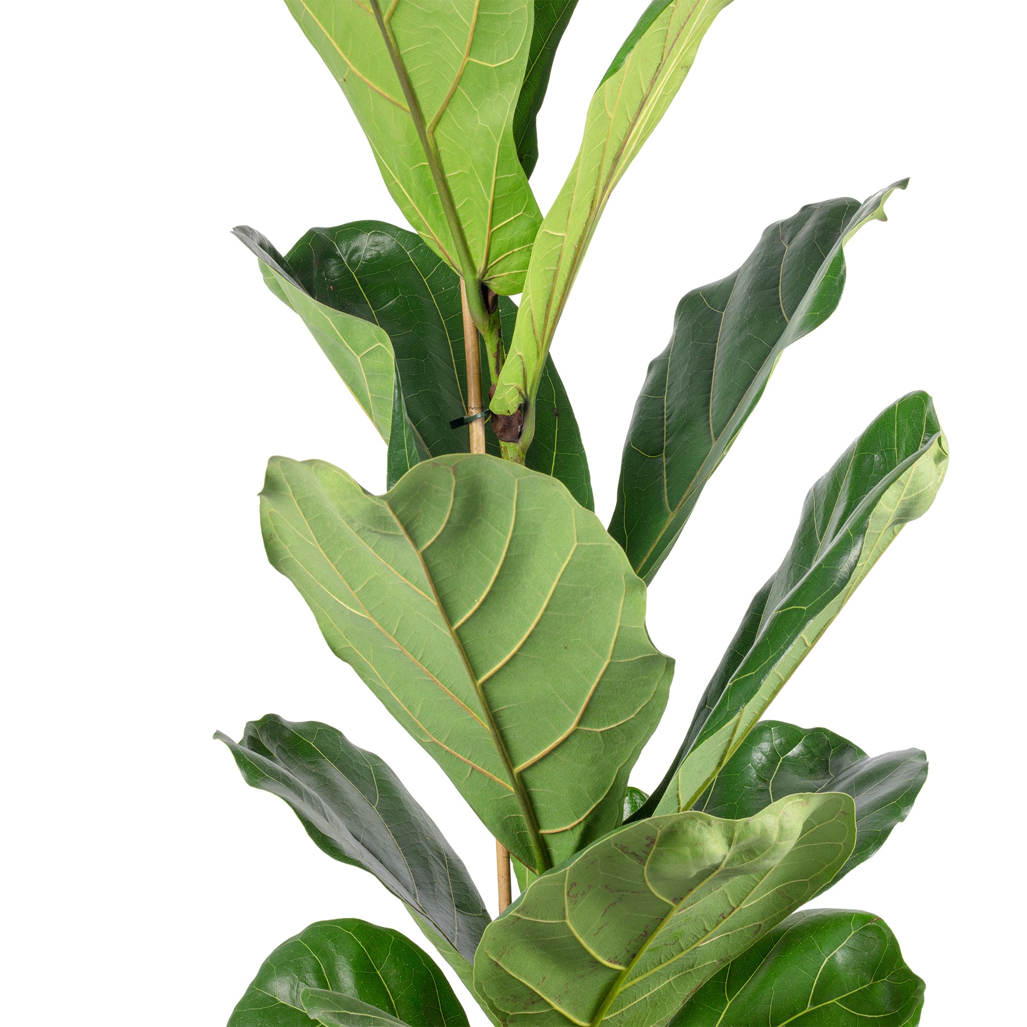 Geigenfeige - Ficus Lyrata - Höhe ca. 100 cm, Topf-Ø 21 cm