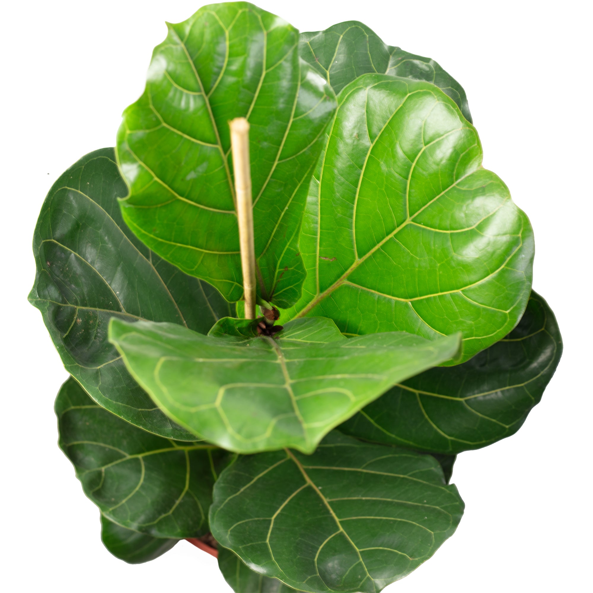 Geigenfeige - Ficus Lyrata - Höhe ca. 100 cm, Topf-Ø 21 cm