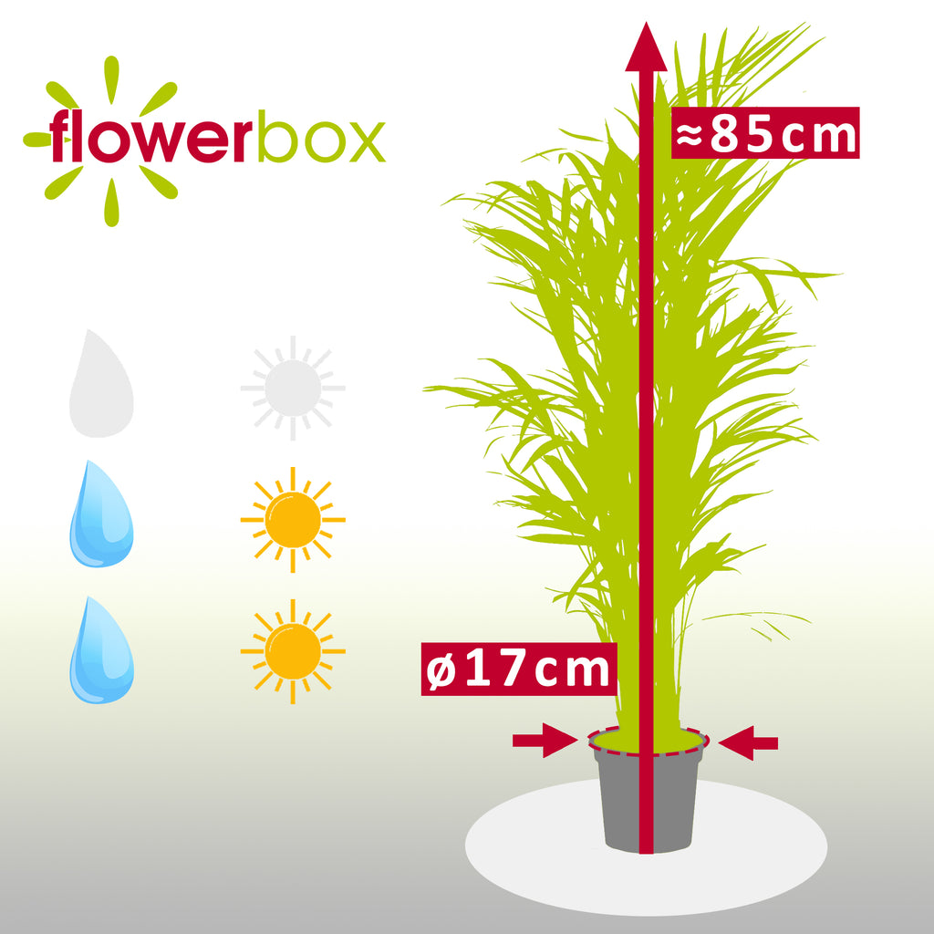 Goldfruchtpalme - Areca Dypsis Lutescens - Höhe ca. 85 cm, Topf-Ø 17 cm