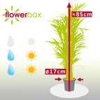 Goldfruchtpalme - Areca Dypsis Lutescens - Höhe ca. 85 cm, Topf-Ø 17 cm