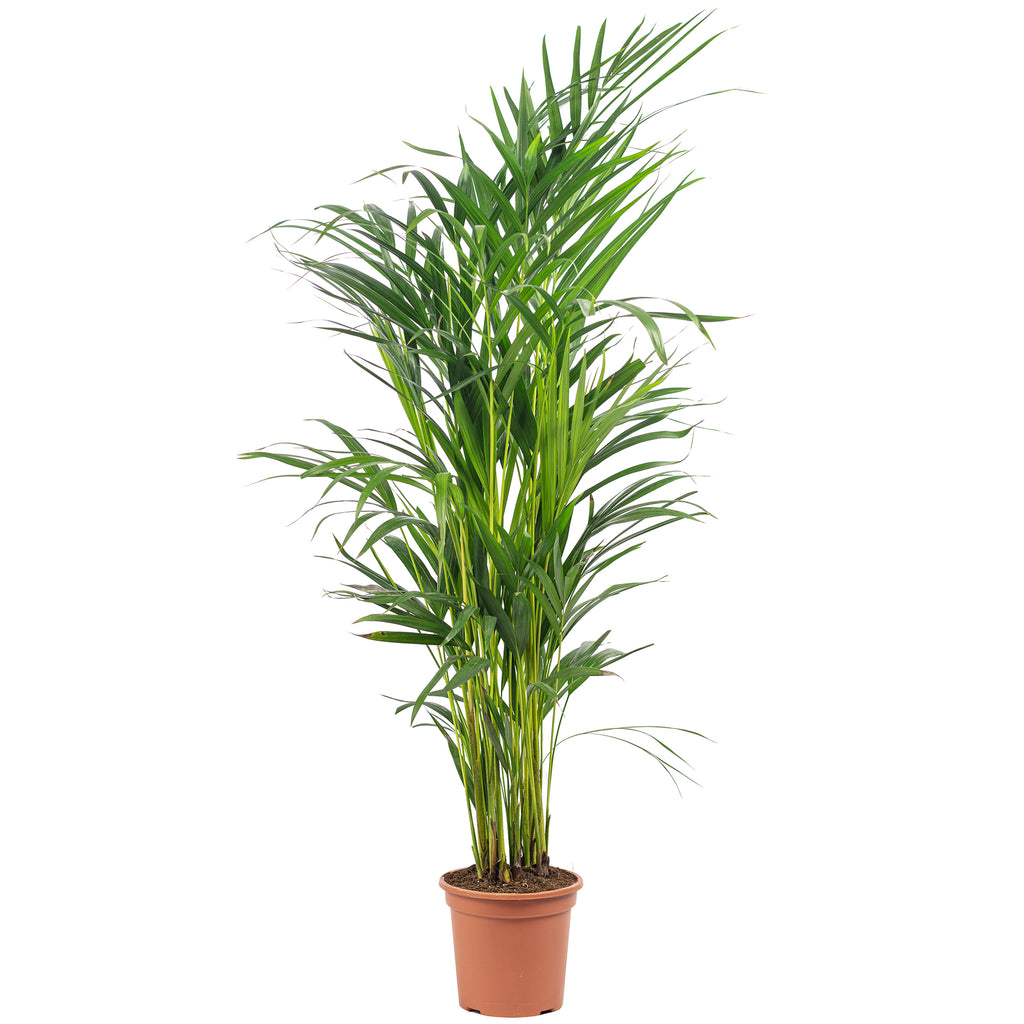 Golden Cane Palm - Areca Dypsis Lutescens - Height approx. 85 cm, pot diameter 17 cm