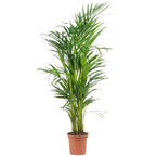 Golden Cane Palm - Areca Dypsis Lutescens - Height approx. 85 cm, pot diameter 17 cm