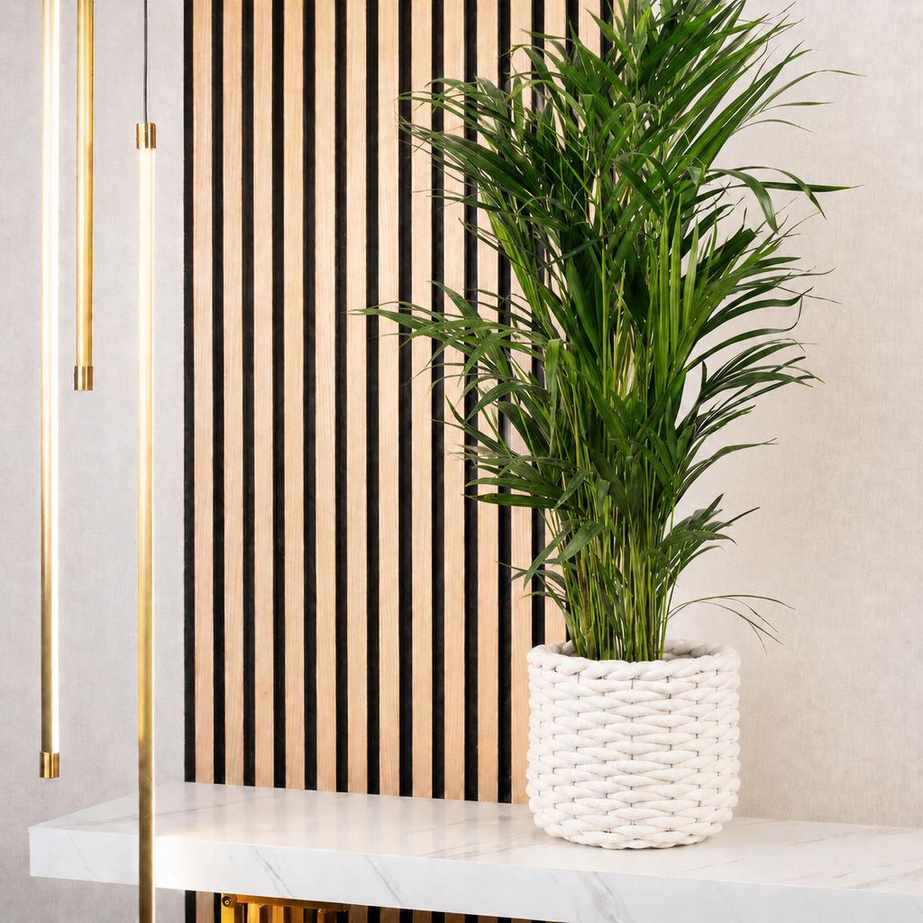 Golden Cane Palm - Areca Dypsis Lutescens - Height approx. 85 cm, pot diameter 17 cm