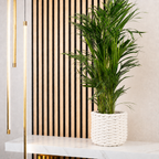 Golden Cane Palm - Areca Dypsis Lutescens - Height approx. 85 cm, pot diameter 17 cm