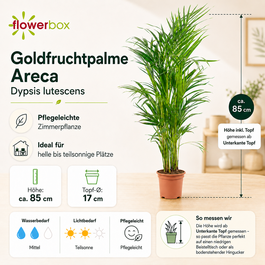 Golden Cane Palm - Areca Dypsis Lutescens - Height approx. 85 cm, pot diameter 17 cm