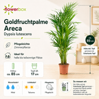Golden Cane Palm - Areca Dypsis Lutescens - Height approx. 85 cm, pot diameter 17 cm
