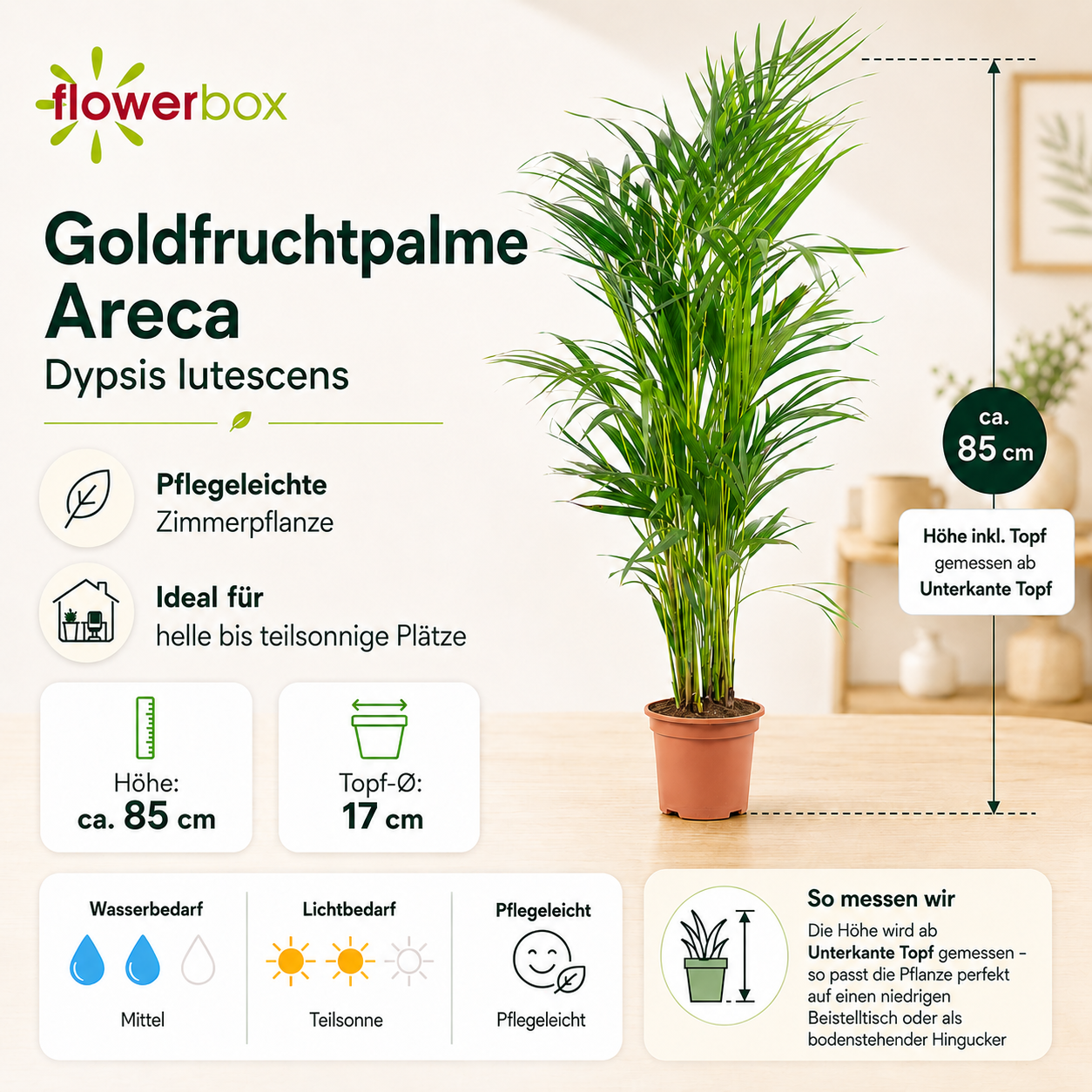 Goldfruchtpalme - Areca Dypsis Lutescens - Höhe ca. 85 cm, Topf-Ø 17 cm