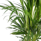 Golden Cane Palm - Areca Dypsis Lutescens - Height approx. 85 cm, pot diameter 17 cm
