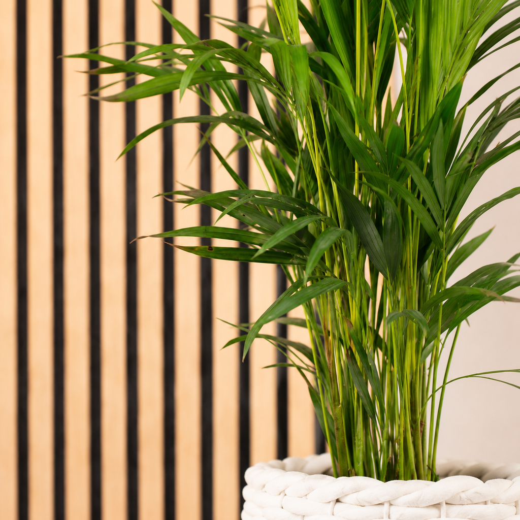 Golden Cane Palm - Areca Dypsis Lutescens - Height approx. 85 cm, pot diameter 17 cm