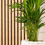 Golden Cane Palm - Areca Dypsis Lutescens - Height approx. 85 cm, pot diameter 17 cm