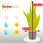 Bogenhanf - Sansevieria trifasciata Laurentii - Höhe ca. 65 cm, Topf-Ø 17 cm