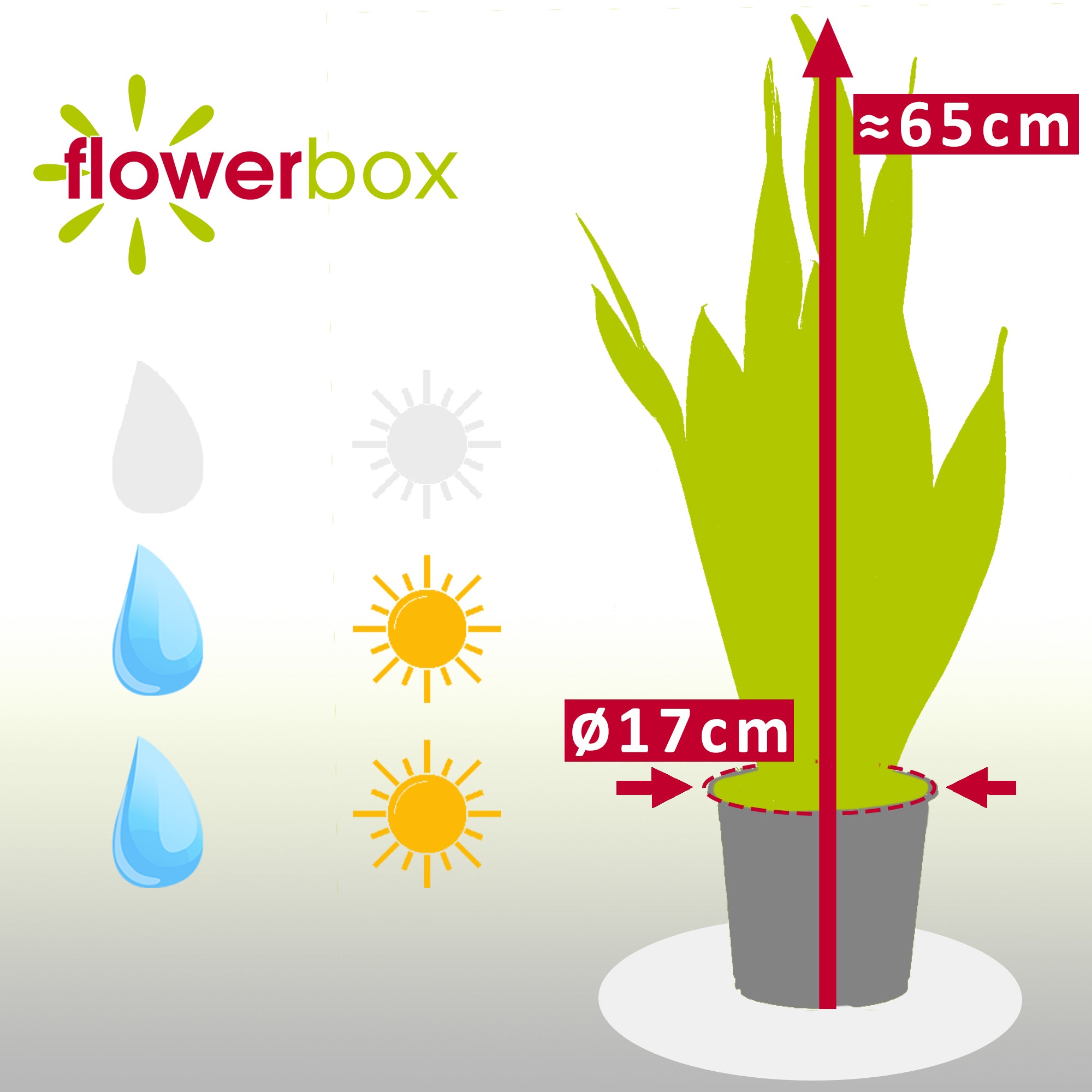 Bogenhanf - Sansevieria trifasciata Laurentii - Höhe ca. 65 cm, Topf-Ø 17 cm