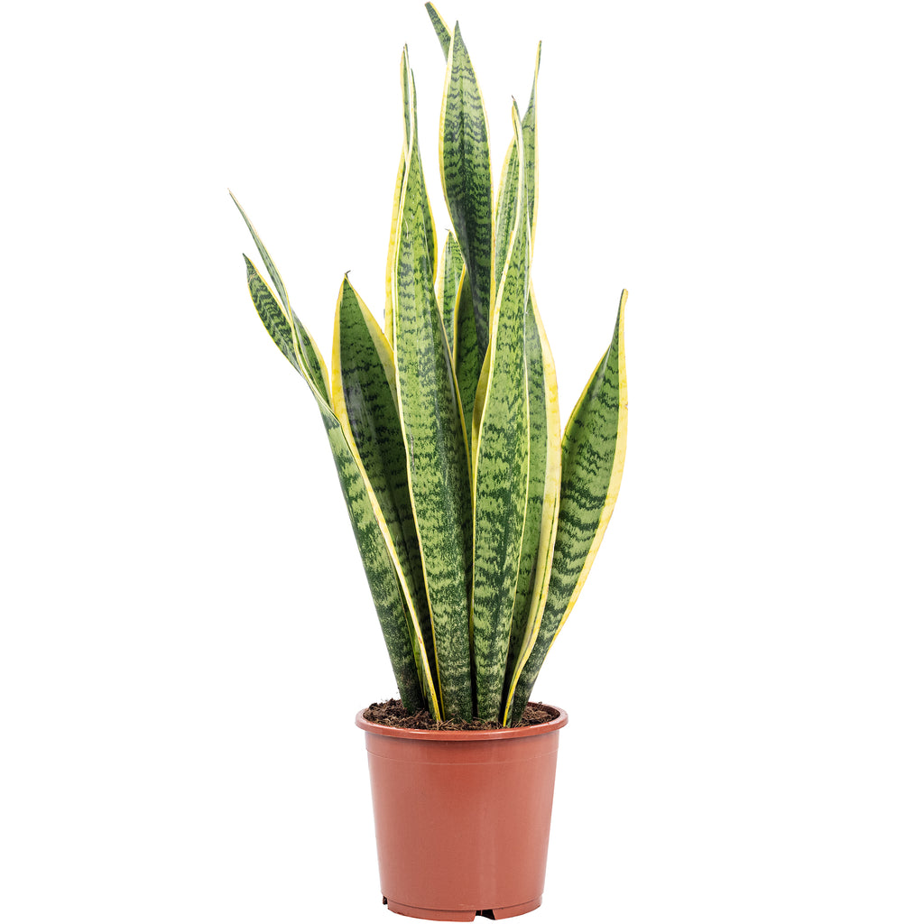 Plante serpent - Sansevieria trifasciata Laurentii - Hauteur env. 65 cm, diamètre du pot 17 cm