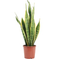 Plante serpent - Sansevieria trifasciata Laurentii - Hauteur env. 65 cm, diamètre du pot 17 cm