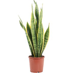 Plante serpent - Sansevieria trifasciata Laurentii - Hauteur env. 65 cm, diamètre du pot 17 cm