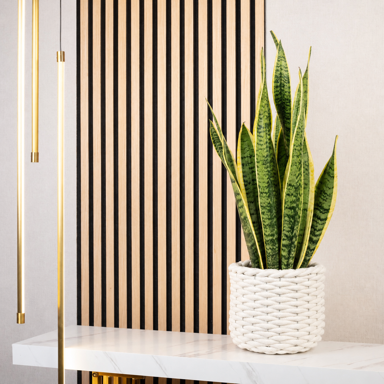 Bogenhanf - Sansevieria trifasciata Laurentii - Höhe ca. 65 cm, Topf-Ø 17 cm
