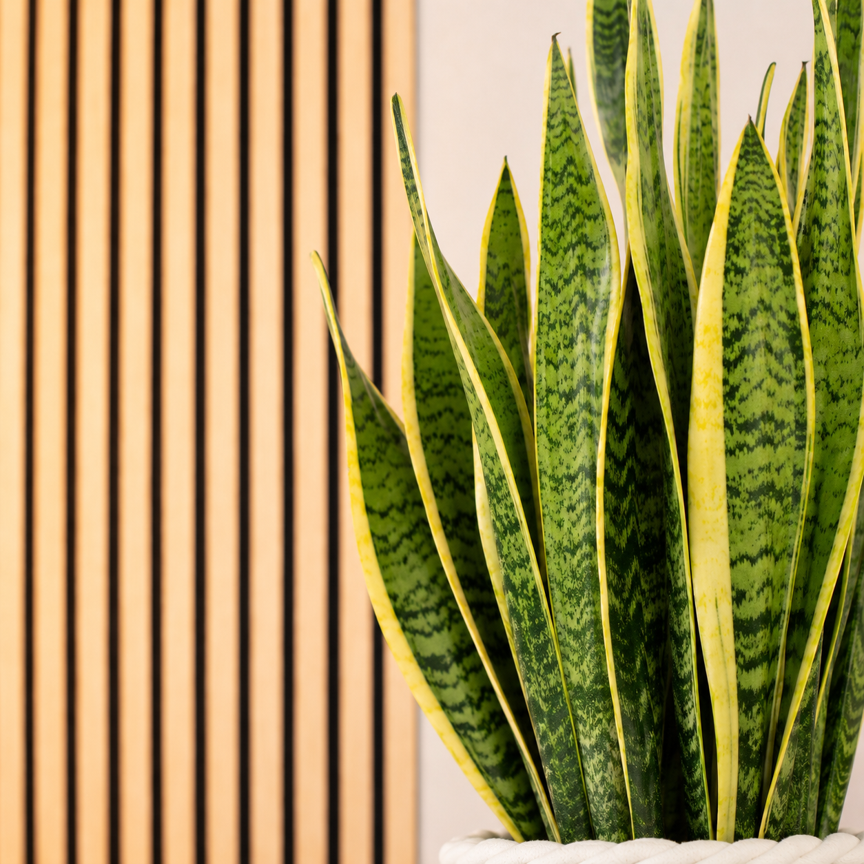 Bogenhanf - Sansevieria trifasciata Laurentii - Höhe ca. 65 cm, Topf-Ø 17 cm