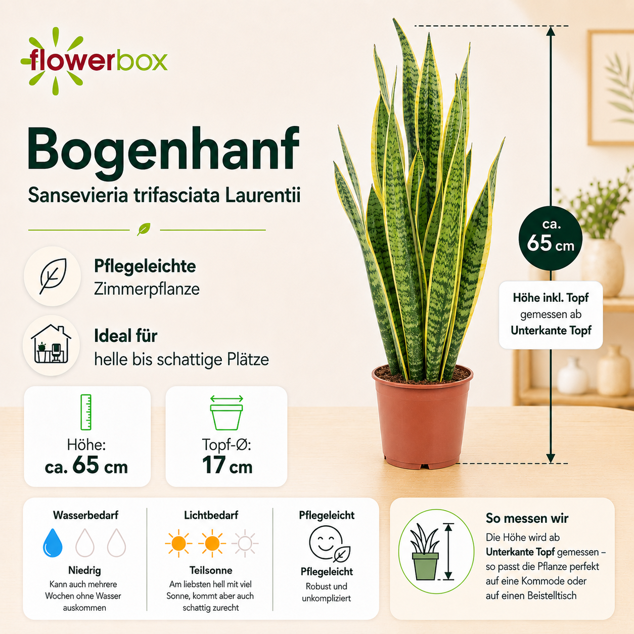 Bogenhanf - Sansevieria trifasciata Laurentii - Höhe ca. 65 cm, Topf-Ø 17 cm