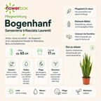 Plante serpent - Sansevieria trifasciata Laurentii - Hauteur env. 65 cm, diamètre du pot 17 cm