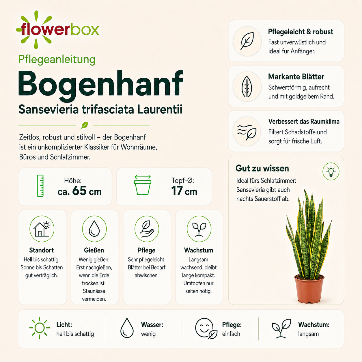 Bogenhanf - Sansevieria trifasciata Laurentii - Höhe ca. 65 cm, Topf-Ø 17 cm