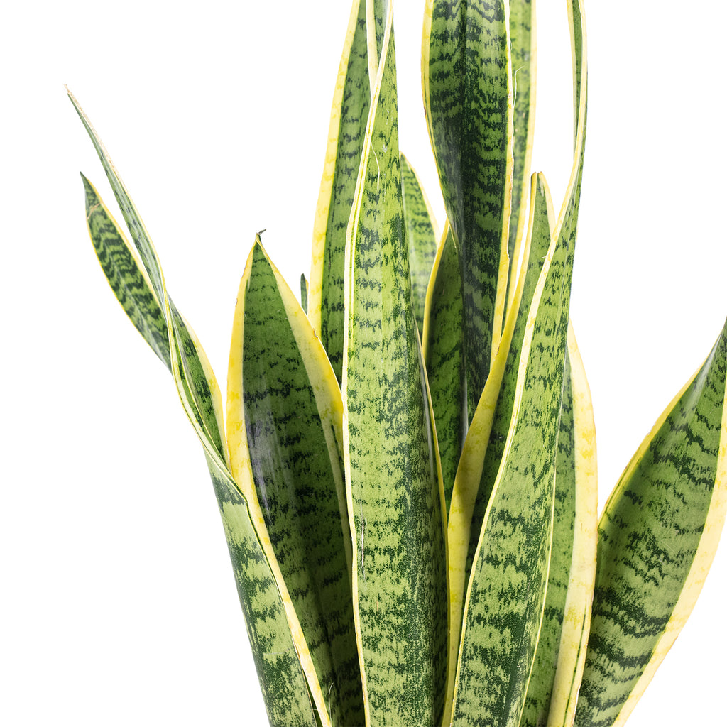 Plante serpent - Sansevieria trifasciata Laurentii - Hauteur env. 65 cm, diamètre du pot 17 cm