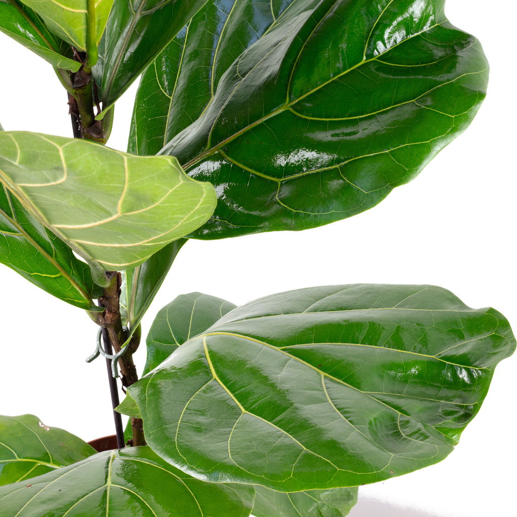 Geigenfeige - Ficus Lyrata - Höhe ca. 65 cm, Topf-Ø 17 cm