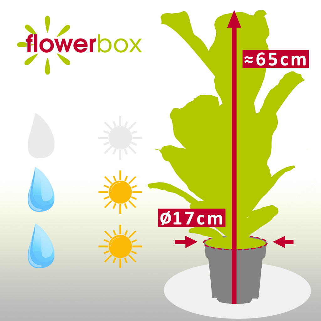Geigenfeige - Ficus Lyrata - Höhe ca. 65 cm, Topf-Ø 17 cm