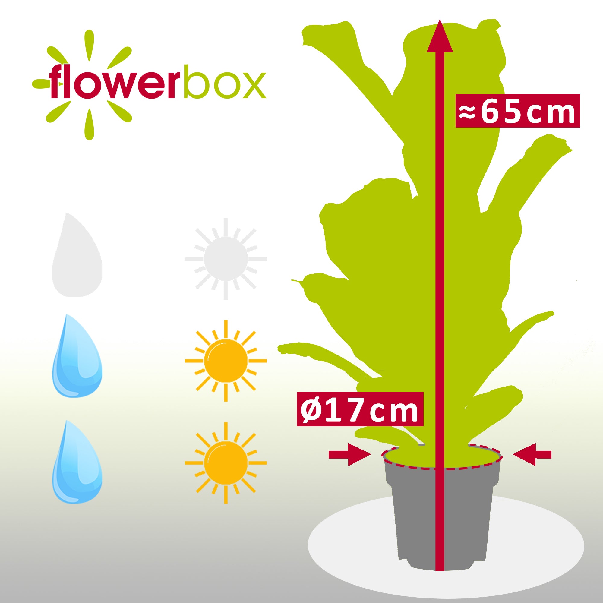 Geigenfeige - Ficus Lyrata - Höhe ca. 65 cm, Topf-Ø 17 cm