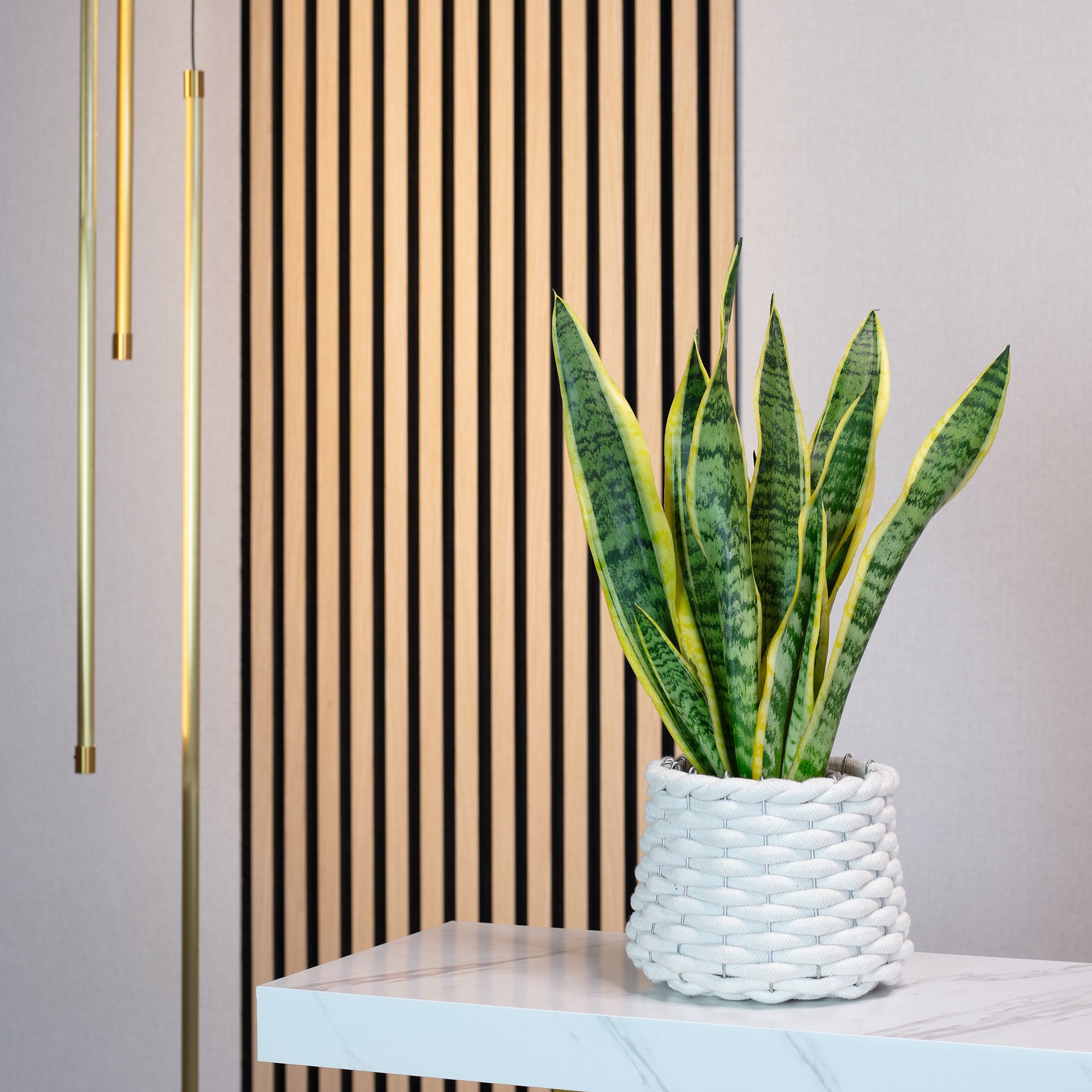 Bogenhanf - Sansevieria trifasciata Laurentii - Höhe ca. 35 cm, Topf-Ø 12 cm