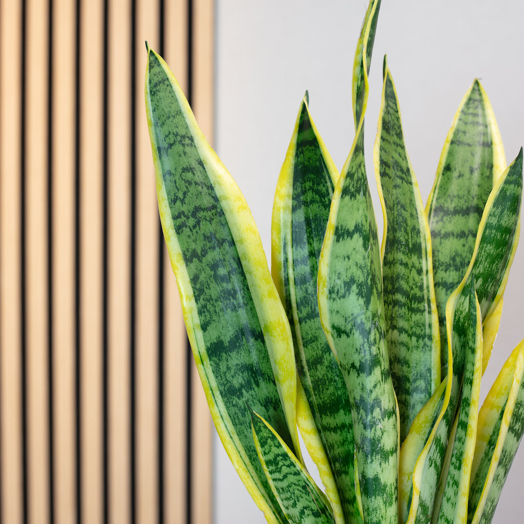 Bogenhanf - Sansevieria trifasciata Laurentii - Höhe ca. 35 cm, Topf-Ø 12 cm