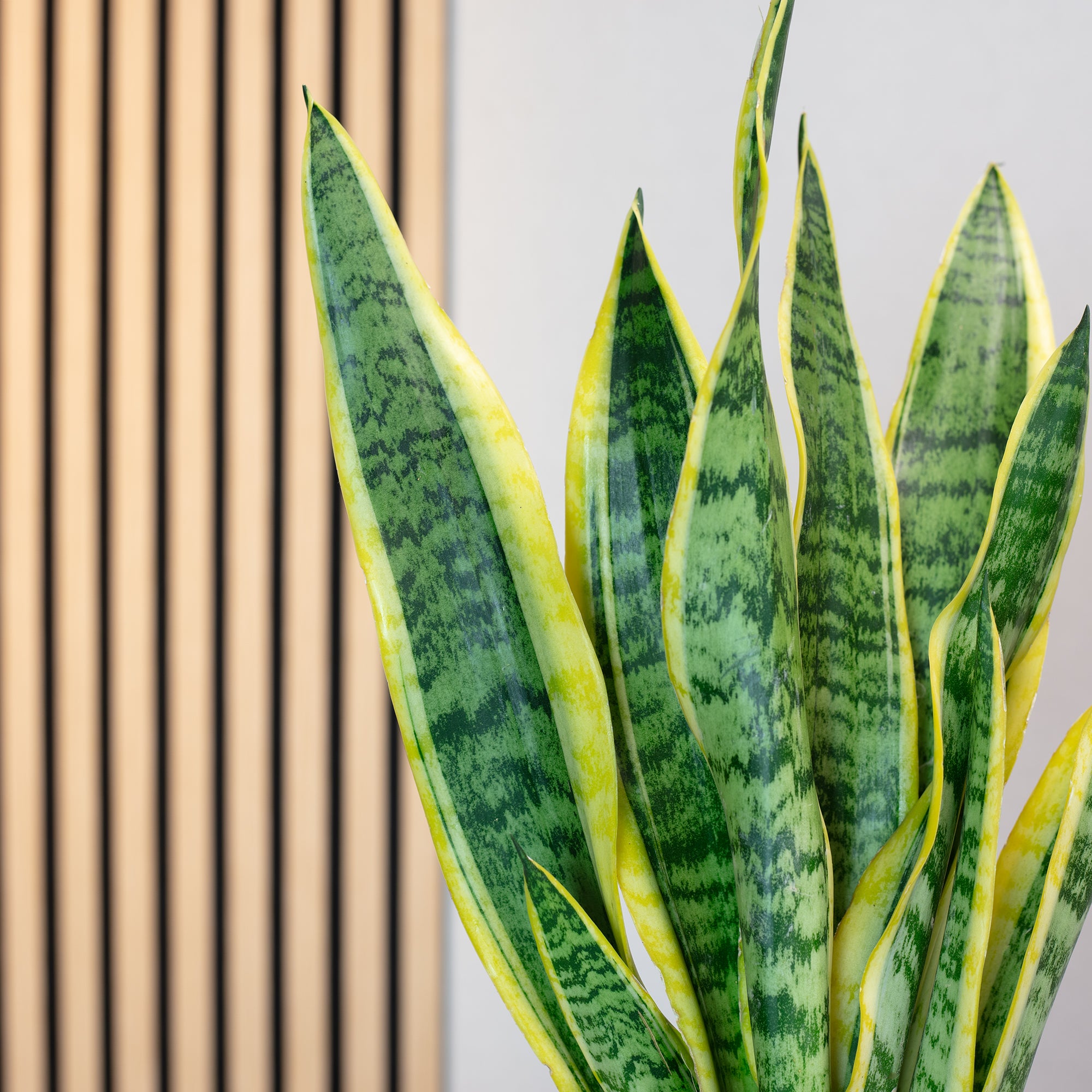 Bogenhanf - Sansevieria trifasciata Laurentii - Höhe ca. 35 cm, Topf-Ø 12 cm