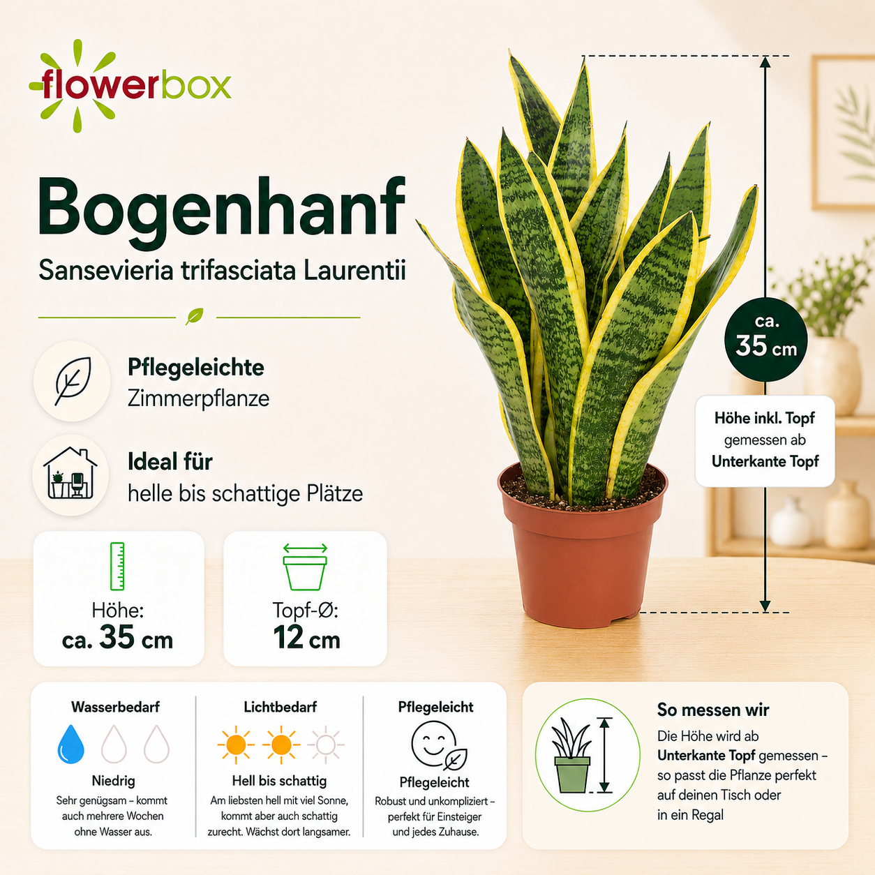 Bogenhanf - Sansevieria trifasciata Laurentii - Höhe ca. 35 cm, Topf-Ø 12 cm