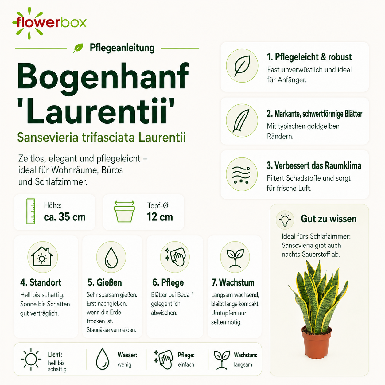 Bogenhanf - Sansevieria trifasciata Laurentii - Höhe ca. 35 cm, Topf-Ø 12 cm