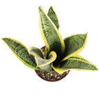 Bogenhanf - Sansevieria trifasciata Laurentii - Höhe ca. 35 cm, Topf-Ø 12 cm