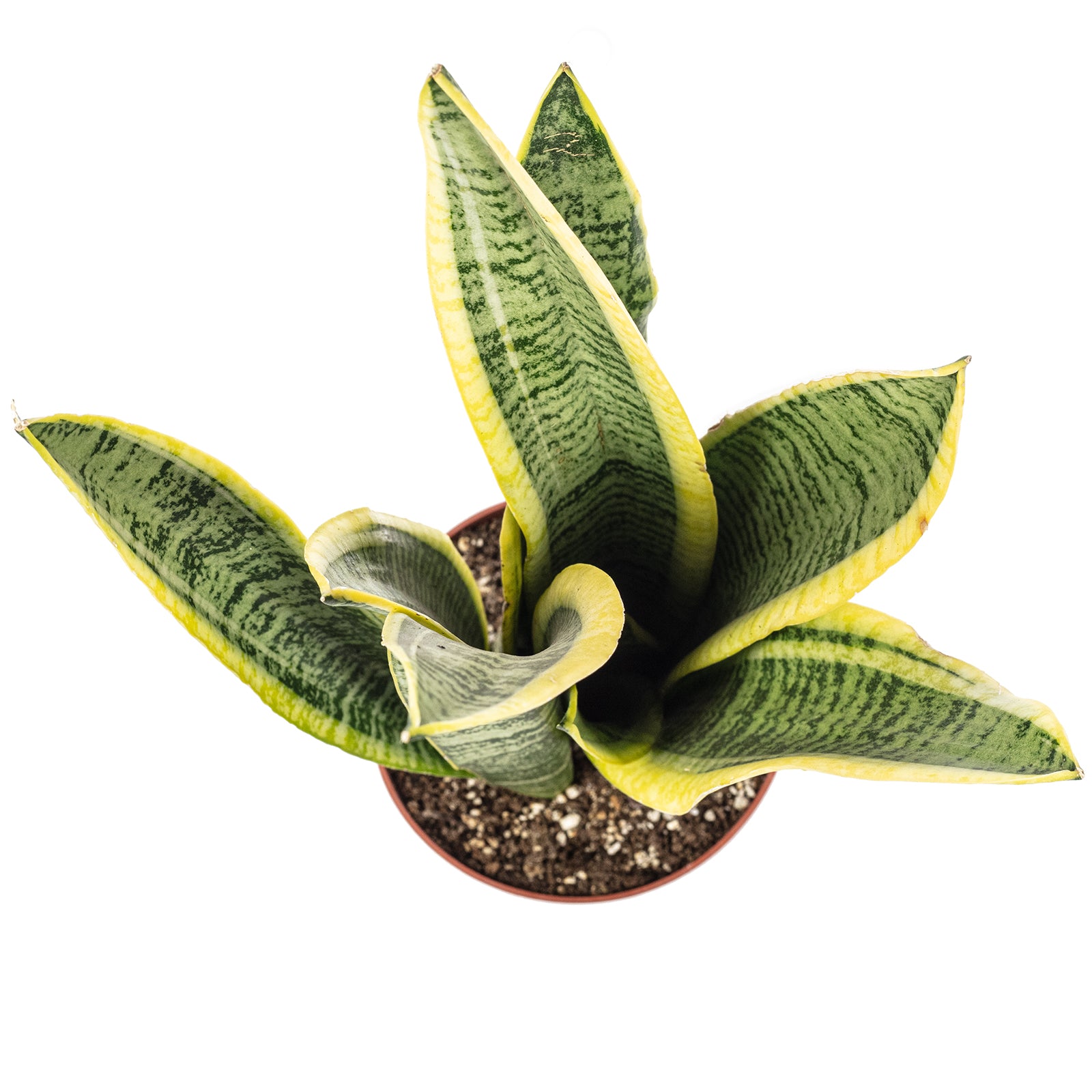 Bogenhanf - Sansevieria trifasciata Laurentii - Höhe ca. 35 cm, Topf-Ø 12 cm